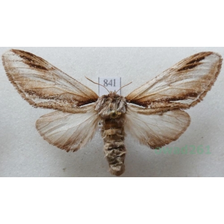 Pheosia gnoma (Fabricius, 1776) female Garbatka brzozówka Czech83l